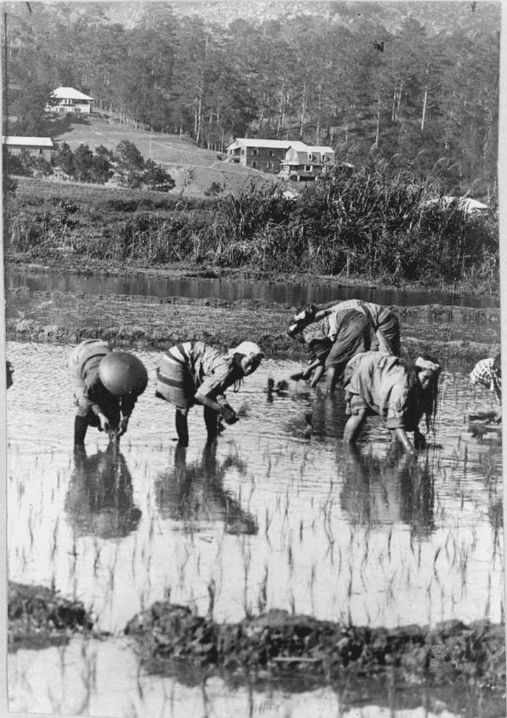  Filipino farmers working rice fields under hacienda system in Spanish colonial Philippines.